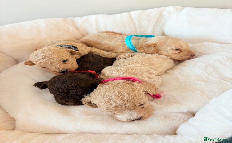 Cockapoo dogs F1B cockapoo puppies  - Advert 3