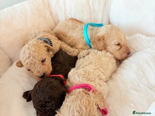 Cockapoo dogs F1B cockapoo puppies - Advert 1