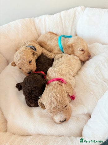 Cockapoo dogs F1B cockapoo puppies - Advert 2