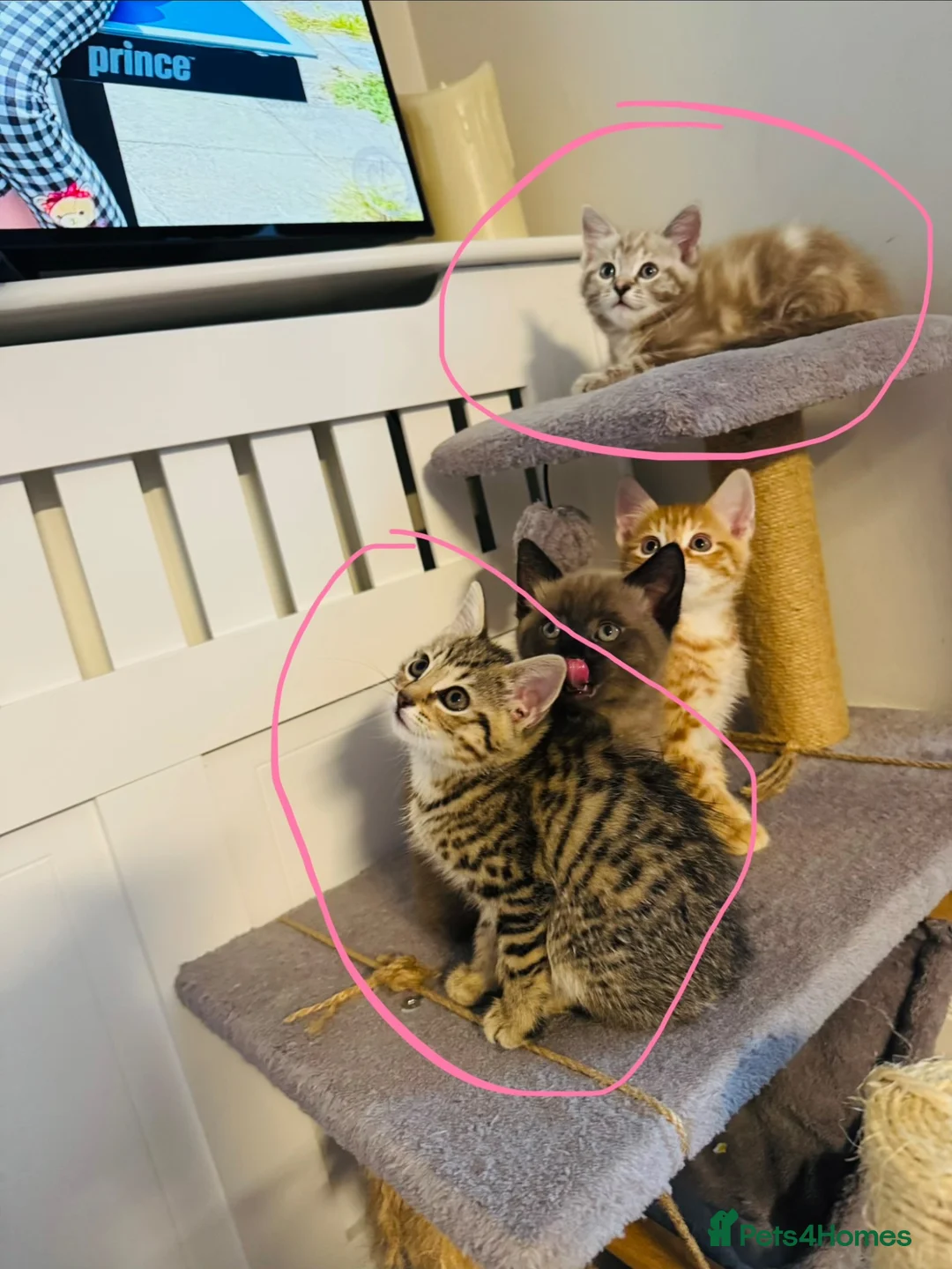 Mixed Breed cats for sale: Beautiful loved kittens  in Abingdon - Advert 1