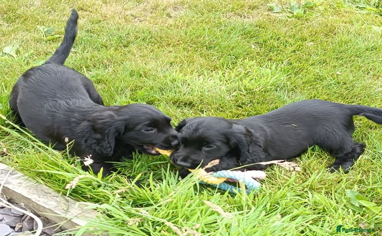 Sprocker dogs - Advert 2
