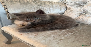 Mixed Breed cats - Advert 11