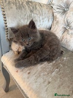 Mixed Breed cats - Advert 12