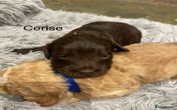 Cockapoo dogs for sale: Cockapoo genetic & health 5⭐️ Chocolate apricot - Image 6