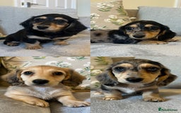 Miniature Dachshund dogs for sale: READY NOW Miniature long hair dachshund  - Image 1