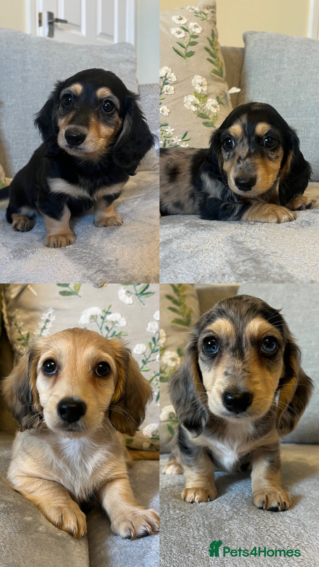 Miniature Dachshund dogs for sale: READY NOW Miniature long hair dachshund  - Image 1
