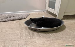 British Shorthair cats for sale: Kitten ready for forever homes  - Image 9