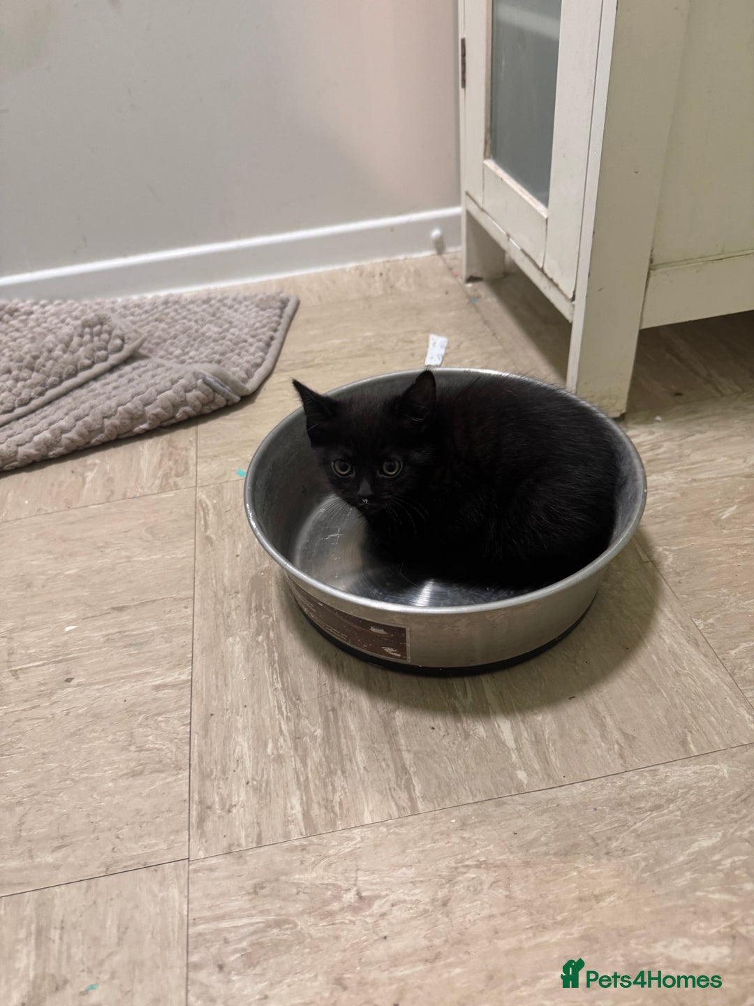 British Shorthair cats for sale: Kitten ready for forever homes  - Image 9