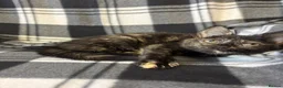 Mixed Breed cats for sale: 5 Gorgeous Kittens - Advert 21