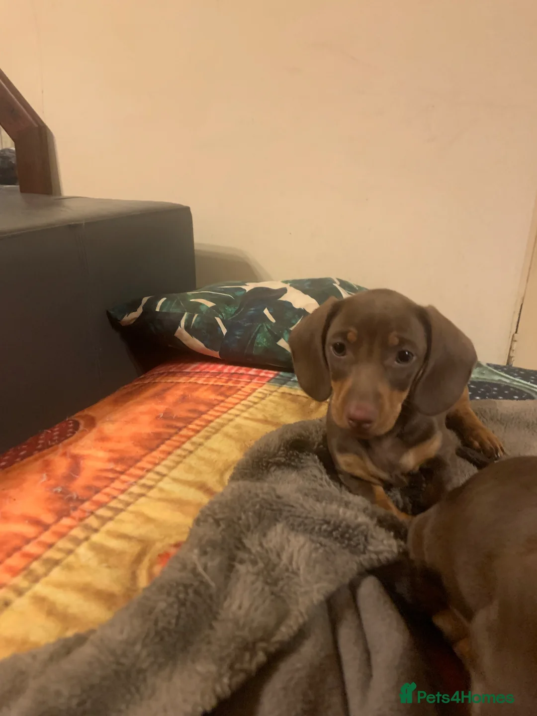 Dachshund dogs for sale: They are miniture Isabella' Dachshunds  - Advert 3