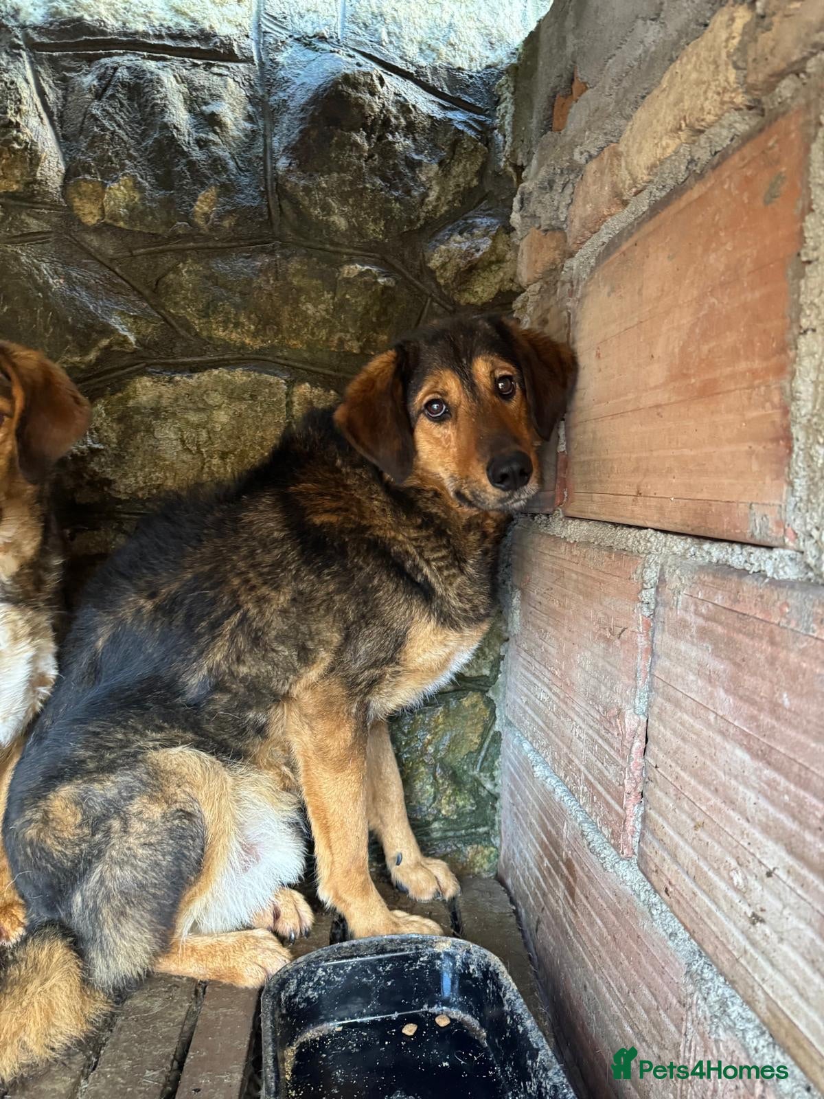 Mixed Breed dogs Brownie | Gentle, Shy & Ready to Trust ❤️ - Advert 1