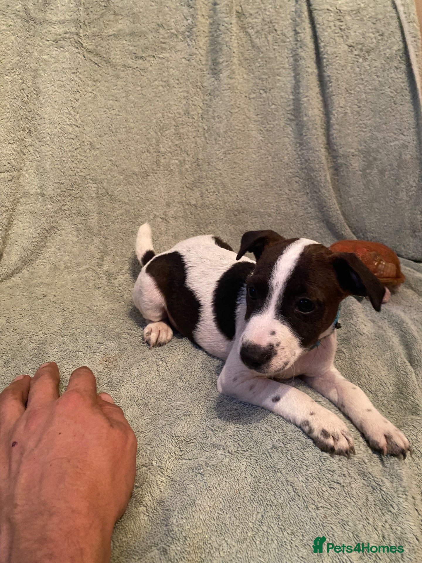 Jack Russell dogs Jack Russel terrier  - Advert 2