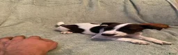 Jack Russell dogs for sale: Jack Russel terrier  in Ferndown - Advert 2