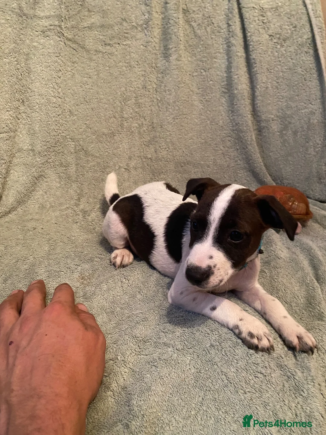 Jack Russell dogs for sale: Jack Russel terrier  in Ferndown - Advert 2