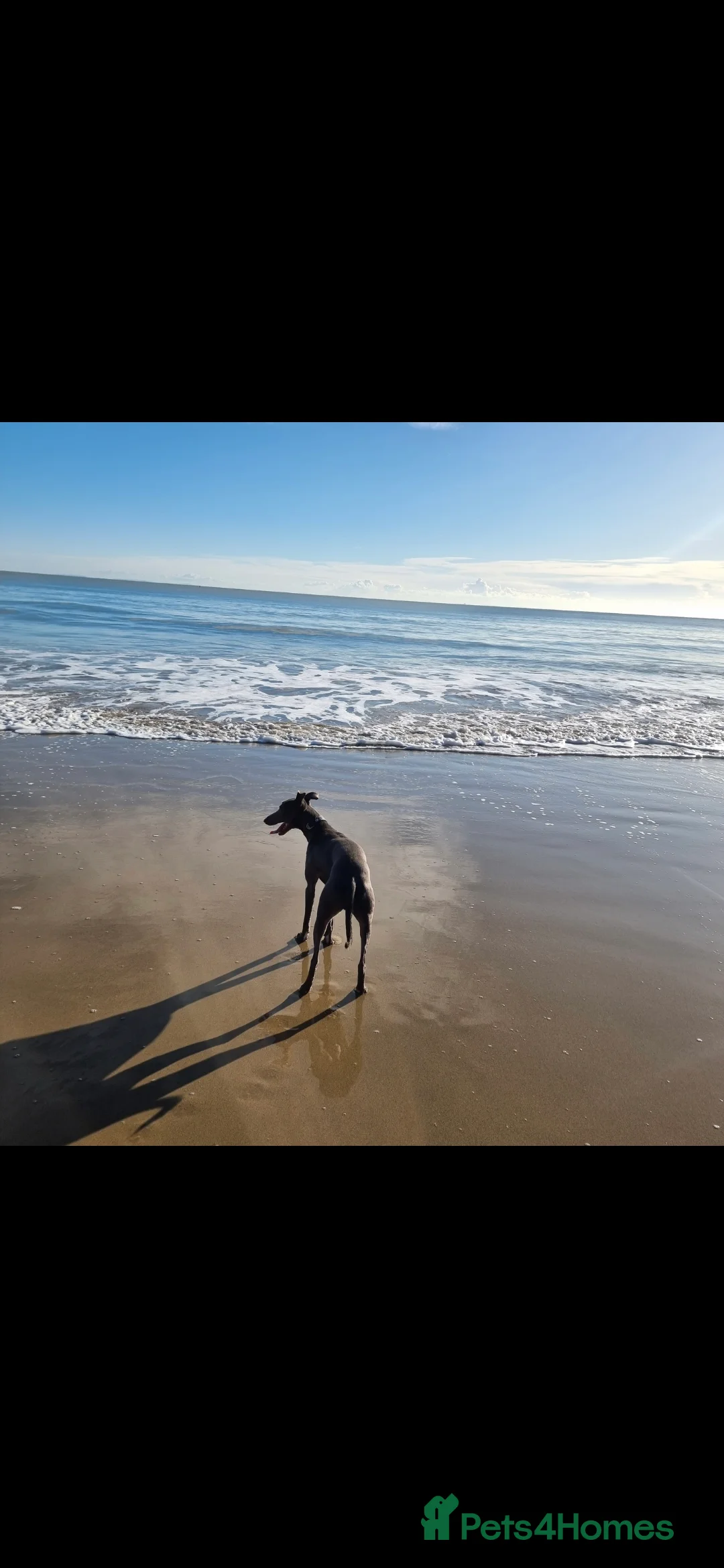 Mixed Breed dogs for sale: Whippet/lurcher - Advert 3