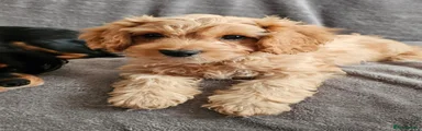 Cavapoo 1