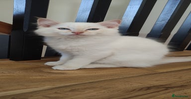 Ragdoll cats in Larbert - Advert 15