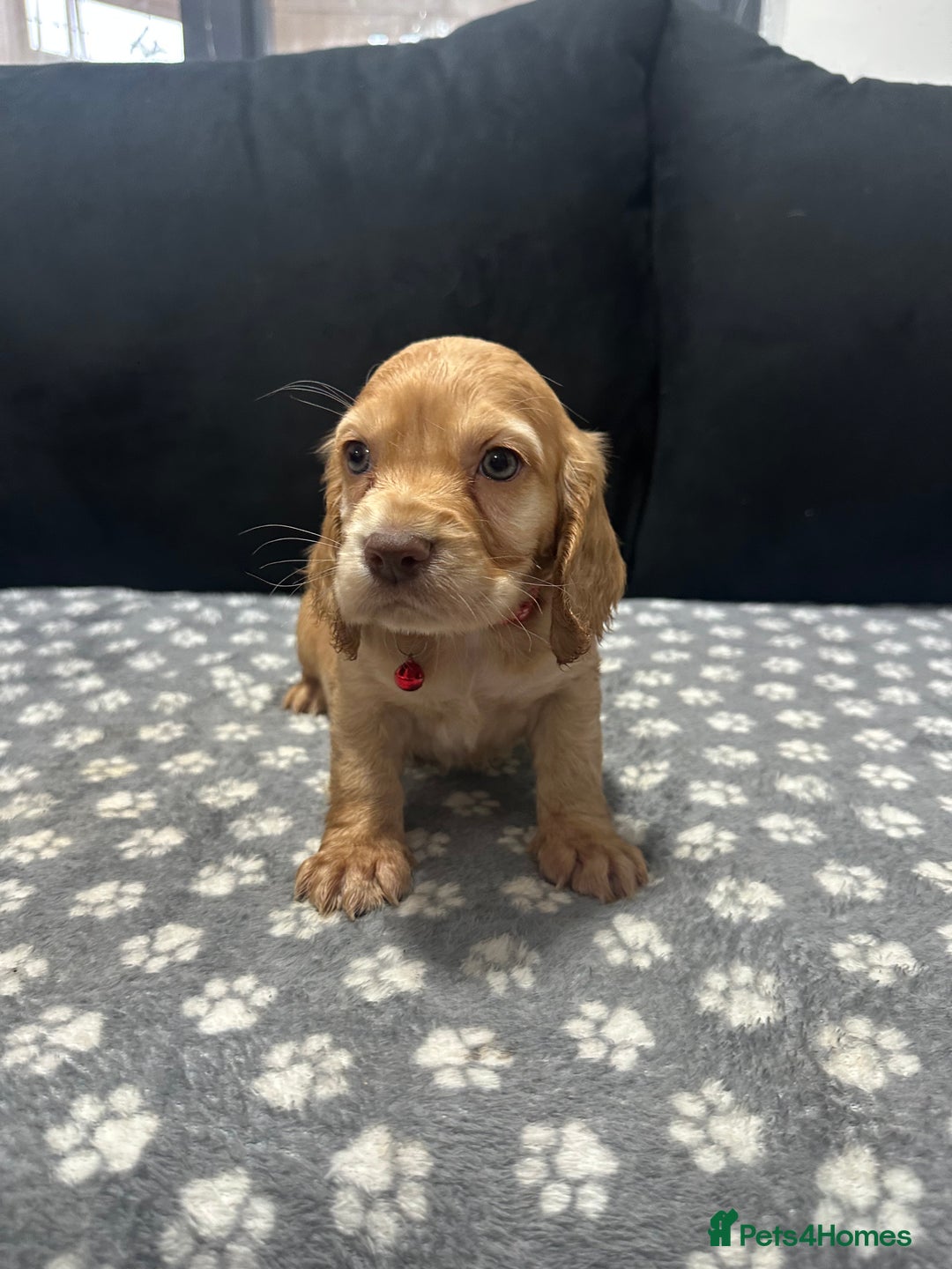 Cocker Spaniel dogs for sale: 3 beautiful cocker spaniel puppies left  - Advert 38
