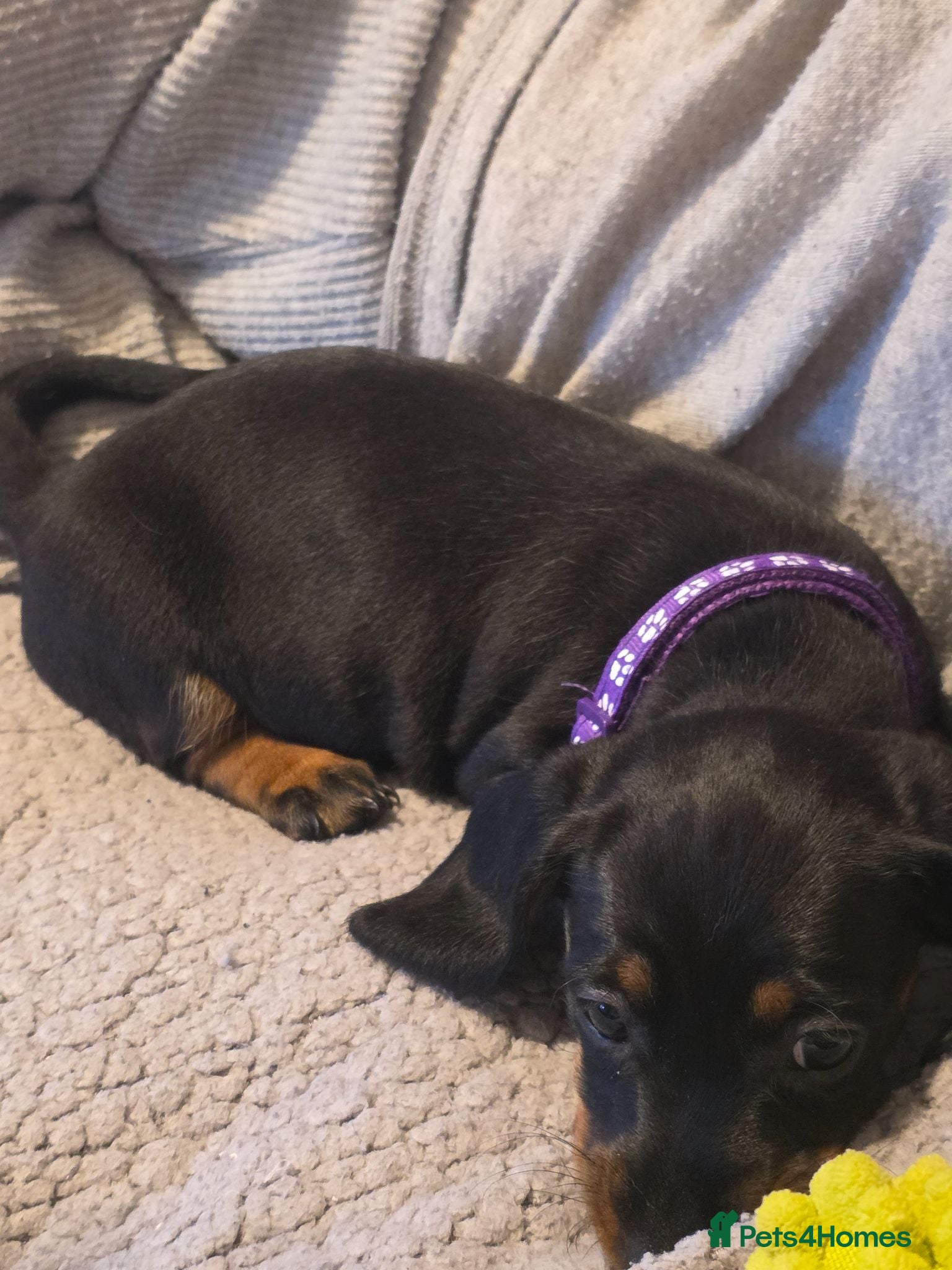 Dachshund dogs 1 female left beautiful Dachshund  - Advert 2