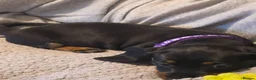 Dachshund dogs for sale: 1 female left beautiful Dachshund  - Advert 2