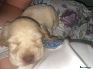 Cocker Spaniel dogs 1 Chocolate girl & 1 white roan boy - Advert 16