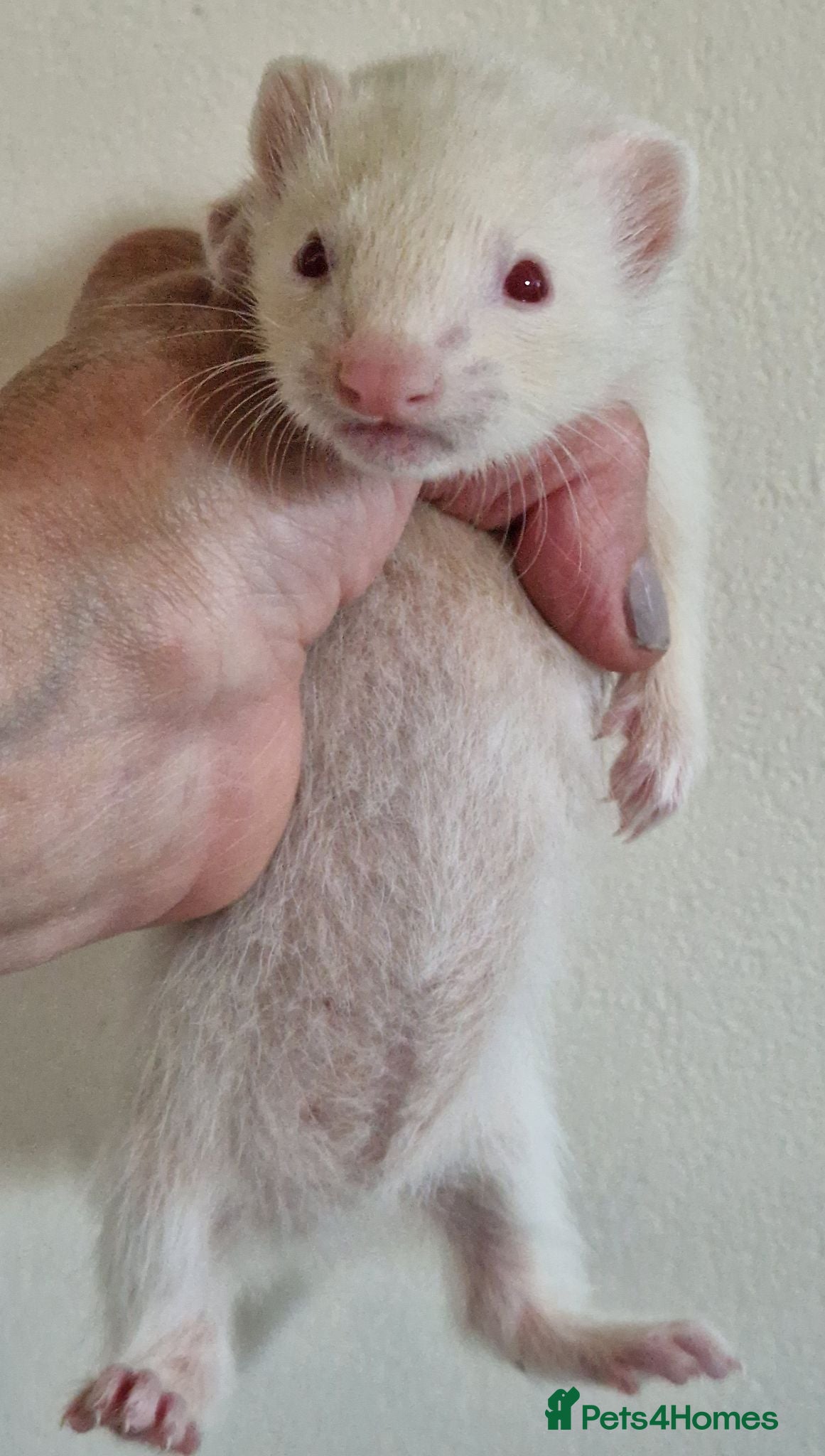 Ferret rodents Ferret kits - Advert 2