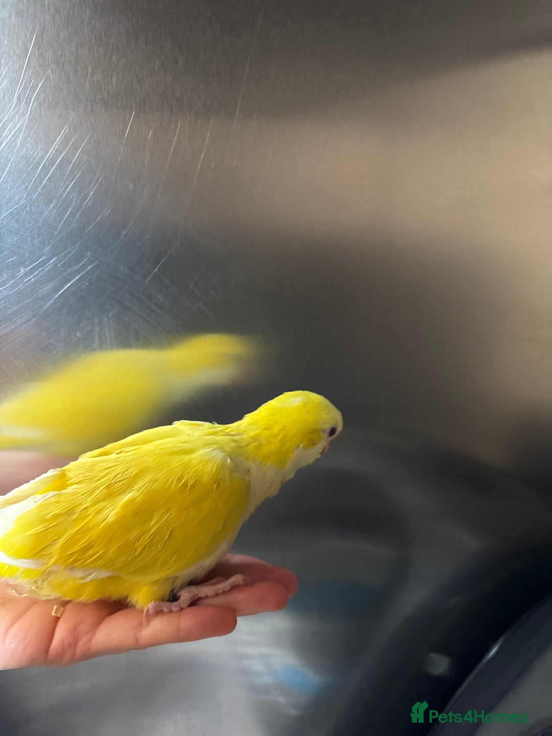 Parrots birds for sale: Hand reared baby quaker - Image 4