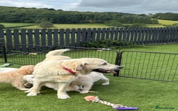 Golden Retriever dogs for sale: 🏆 Kc reg puppies health tested parents 🏆 - Image 5