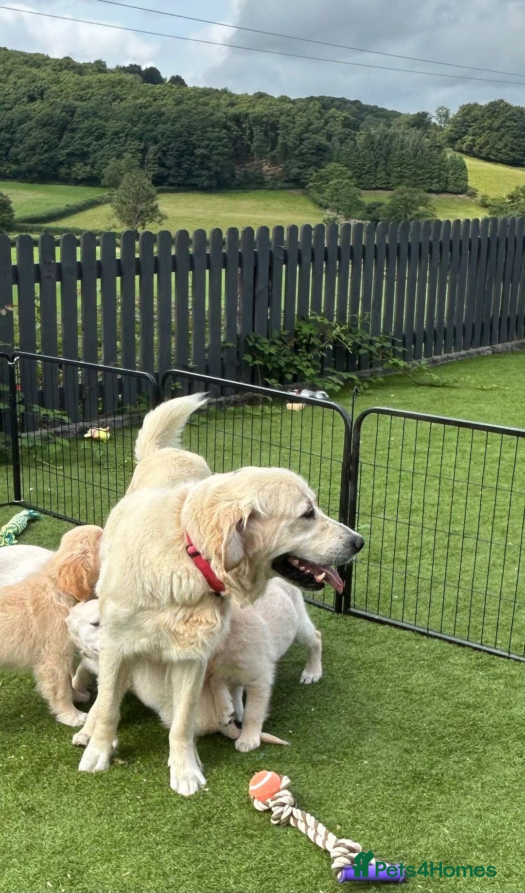 Golden Retriever dogs for sale: 🏆 Kc reg puppies health tested parents 🏆 - Image 5