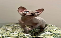 Sphynx cats for sale: Beautiful BOY - Advert 3