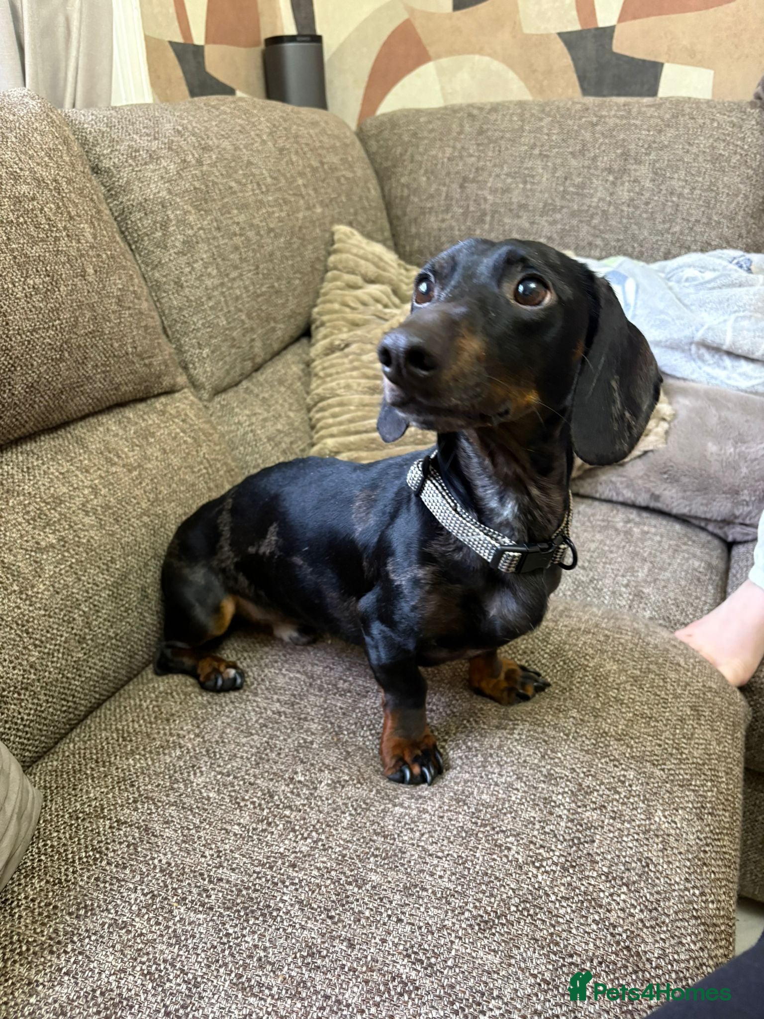 Dachshund dogs Silver Dapple Dachshund  in Ellesmere - Advert 9