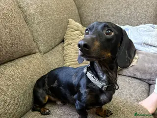 Dachshund dogs Silver Dapple Dachshund in Ellesmere - Advert 1