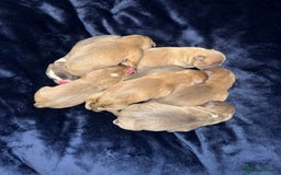 Staffordshire Bull Terrier dogs for sale: Staffordshire Bull Terrier Puppies - Image 5