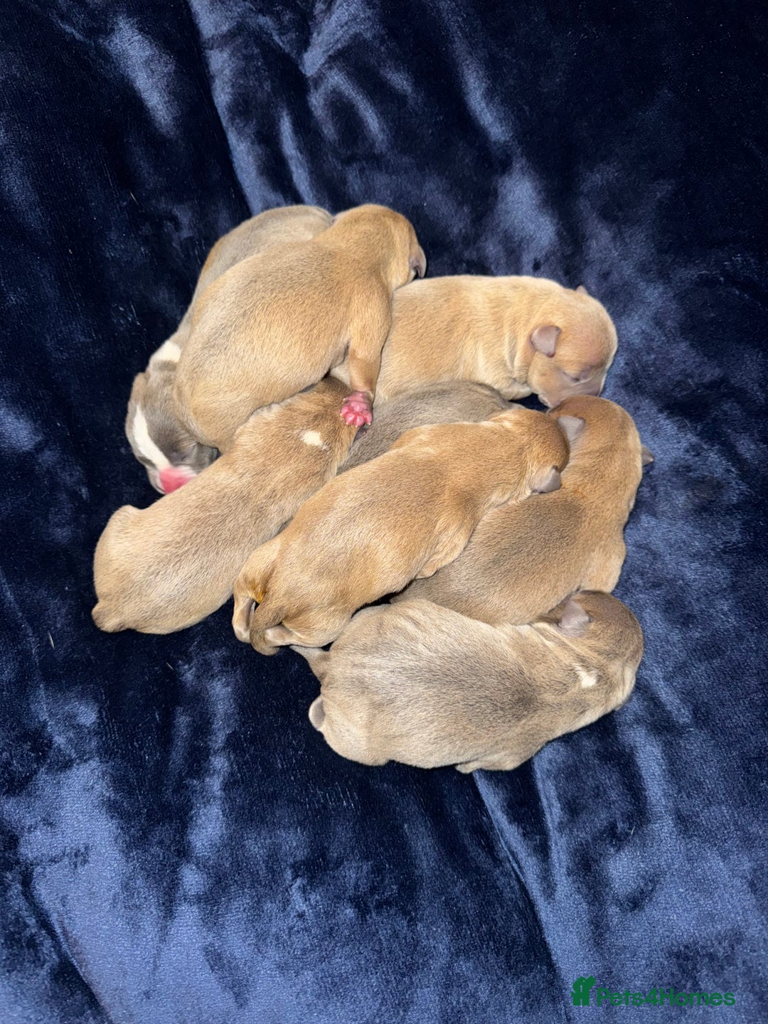 Staffordshire Bull Terrier dogs for sale: Staffordshire Bull Terrier Puppies - Image 5