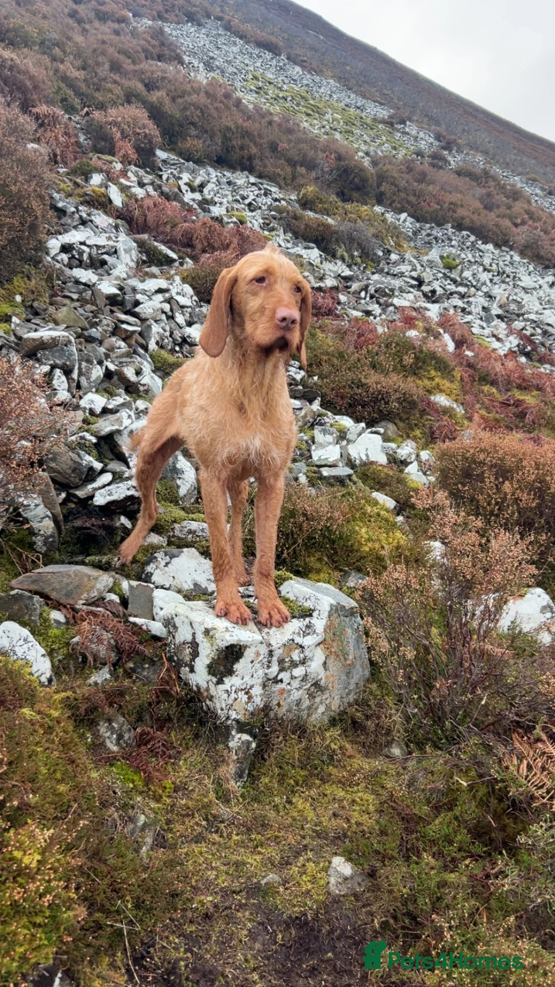 Mixed Breed dogs for sale: Hpr x lab puppies  - Advert 1