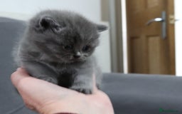 British Shorthair cats for sale: British shorthair kittens lilac/blue - Image 8