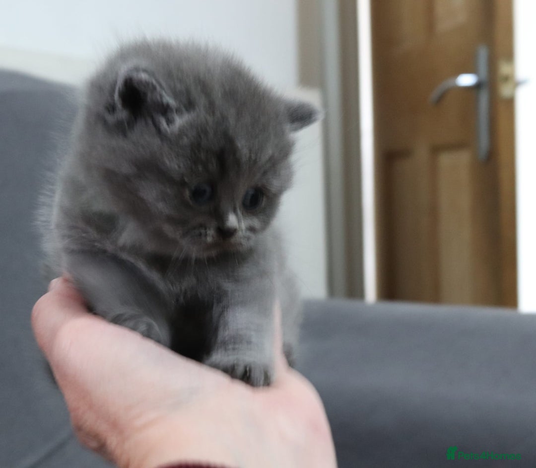 British Shorthair cats for sale: British shorthair kittens lilac/blue - Image 8
