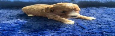 Cavapoo Puppy 2