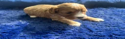 Cavapoo dogs for sale: Beautiful cavapoo puppies  - Advert 3