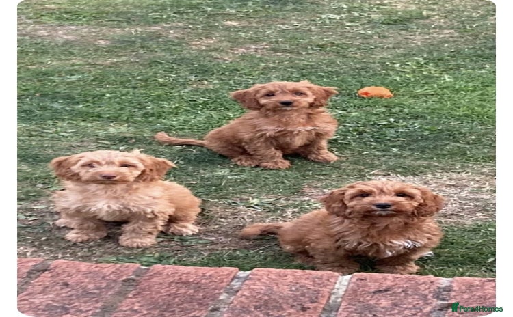 Cockapoo dogs - Advert 14