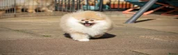 Pomeranian dogs for sale: Adorable Pomeranian boy and girl for sale - Advert 6