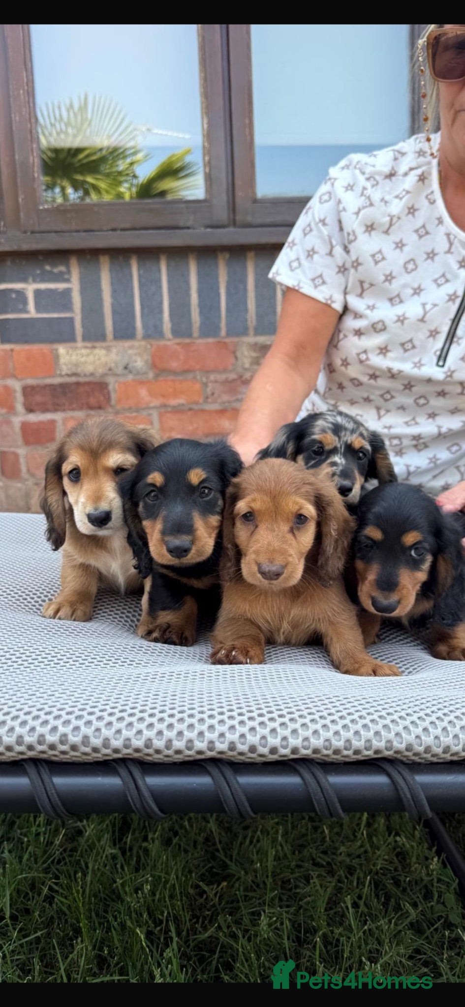 Dachshund dogs Miniature long haired dachshund puppies  - Advert 2