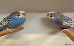 Budgerigars birds for sale: Young and Adult Budgies - Image 3