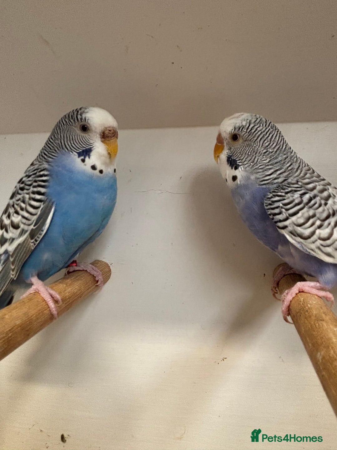 Budgerigars birds for sale: Young and Adult Budgies - Image 3