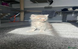 Domestic Shorthair cats for sale: Mixed litter domestic shorthair - Image 2