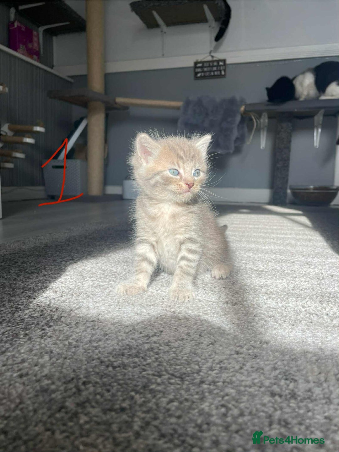 Domestic Shorthair cats for sale: Mixed litter domestic shorthair - Image 2