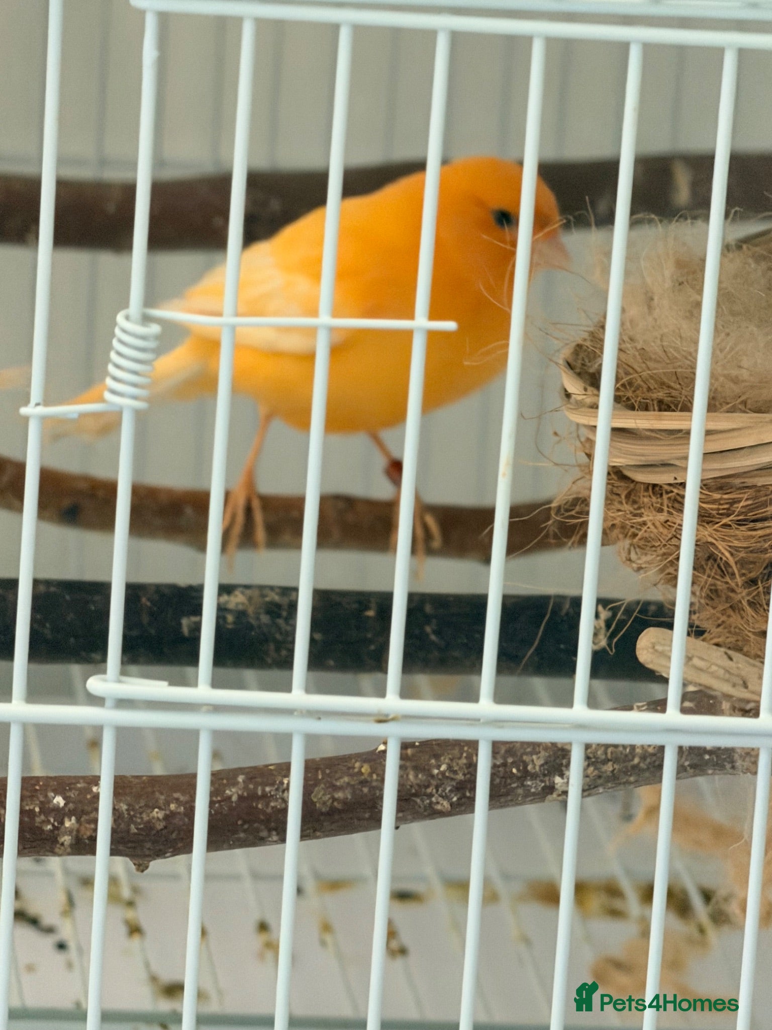 Canaries birds Breeding cananries  - Advert 8