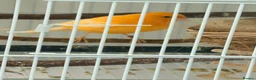 Canaries birds for sale: Breeding cananries  - Advert 1