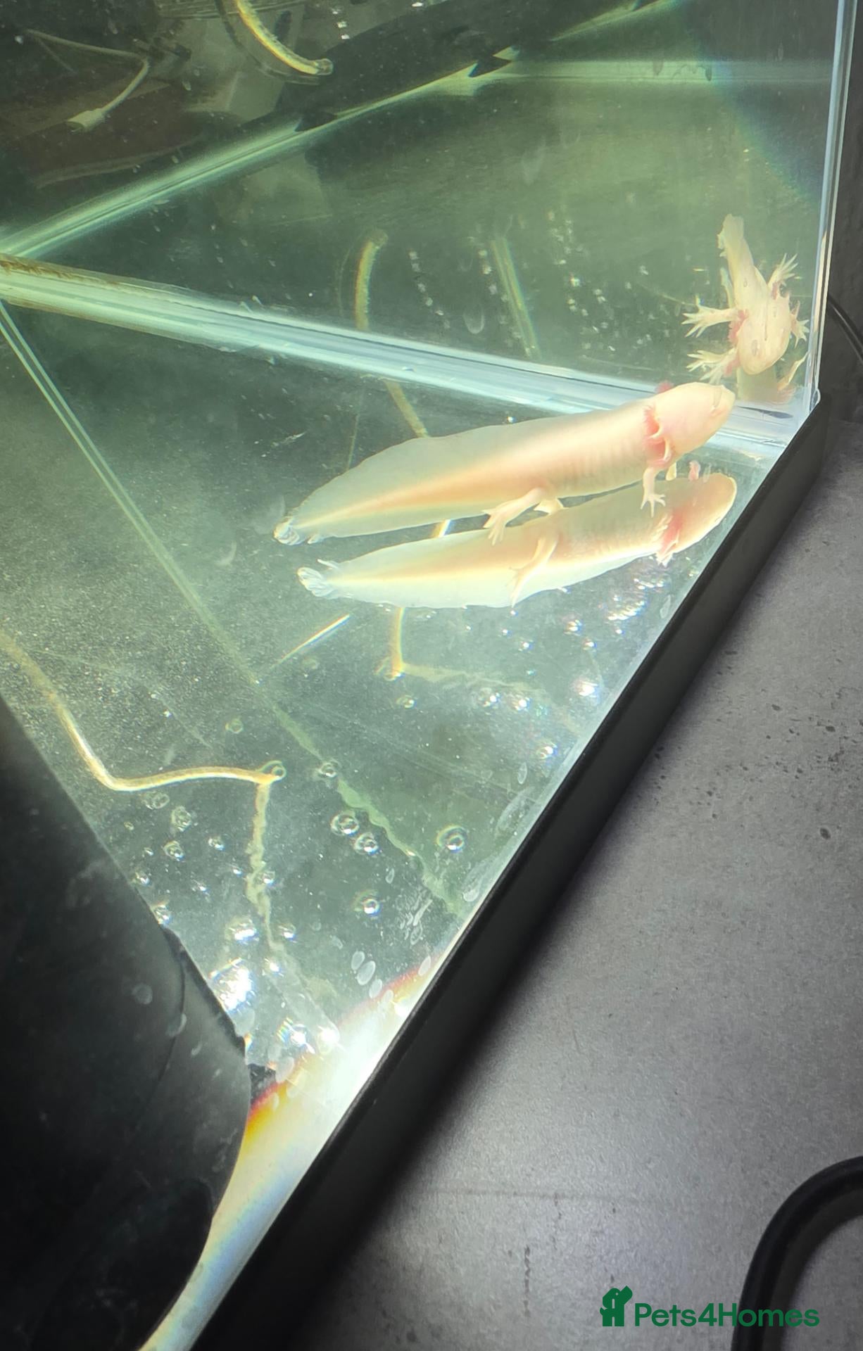 Axolotl reptiles Baby axolotl  - Advert 1