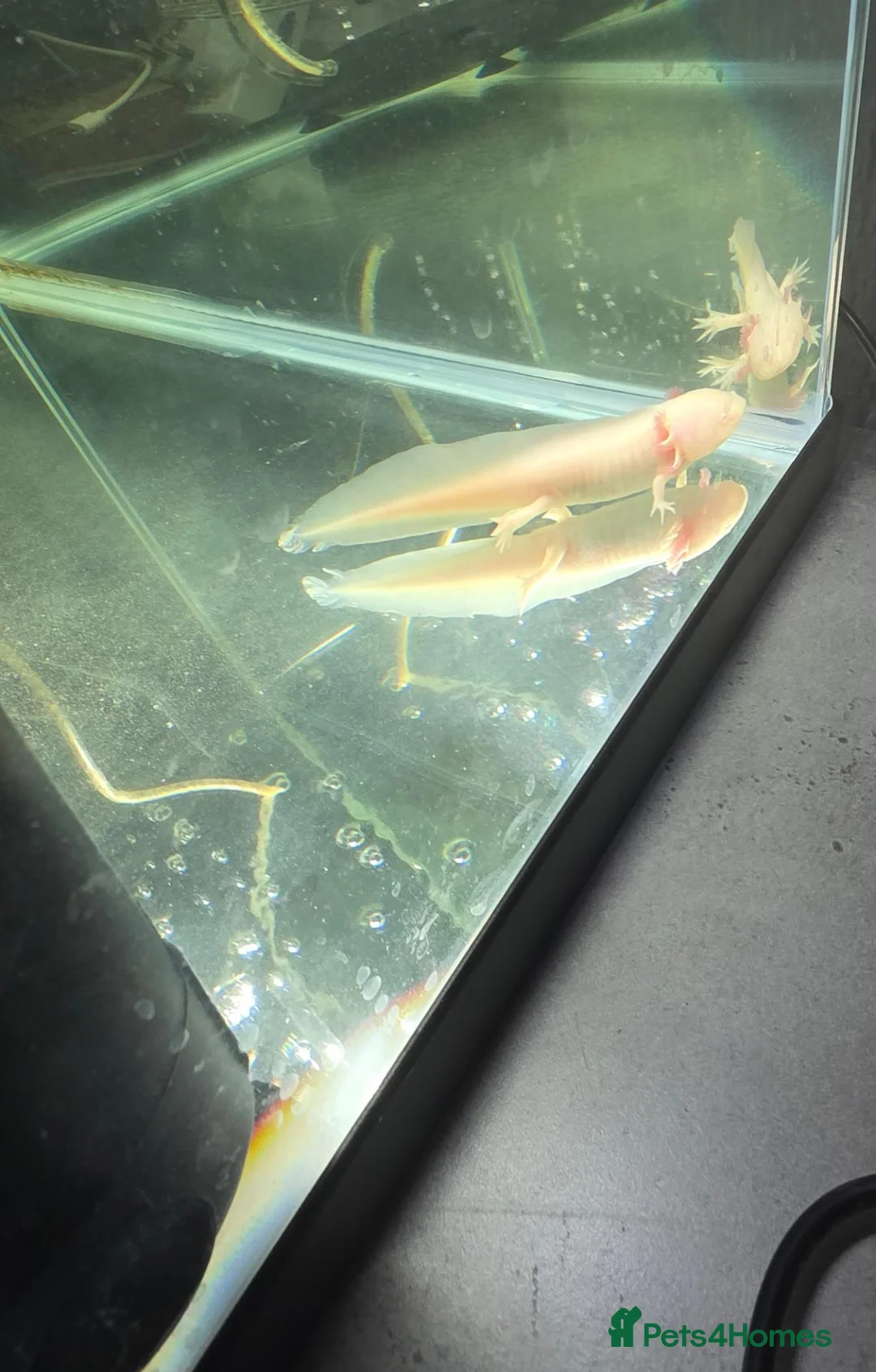 Axolotl reptiles for sale: Baby axolotl  - Advert 1